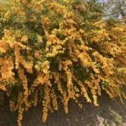 花の画像