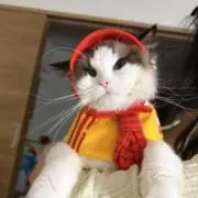 コウチョウの画像