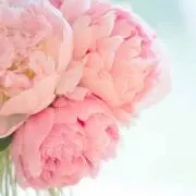 Rinの画像
