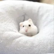 焼きたてメロンパンナの画像