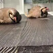うい