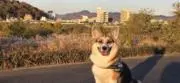 Luca ルカの画像