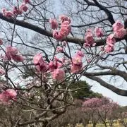 ことねの画像
