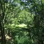 とりっぴ〜の画像