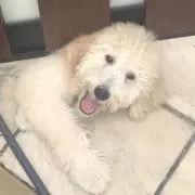 まるここの画像