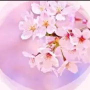 さくら