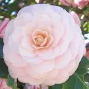こあら•ᴥ•の画像