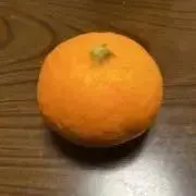 ポンカンの画像