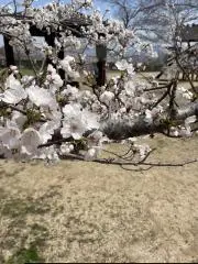 花見団子の画像