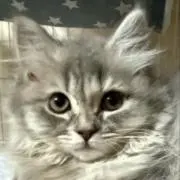 進撃のロアにゃんの画像