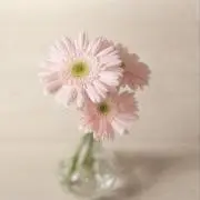mc ..の画像