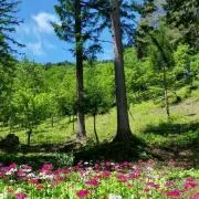 BLANKの画像