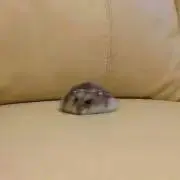 麻衣★の画像