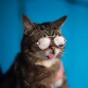 うにの画像