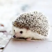 masの画像