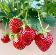 cherry berry blossomの画像