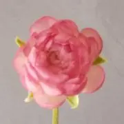 ラナンキュラスの画像