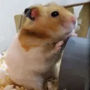 ALBAの画像