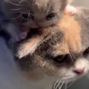 ねお