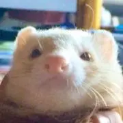 ゴンタ