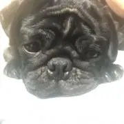 けっけ