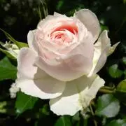 kuni☆の画像