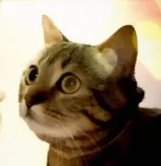 kacchi