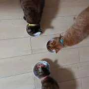 たま☆まち☆ぽん