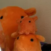 TMの画像