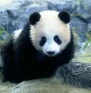 パンダの画像