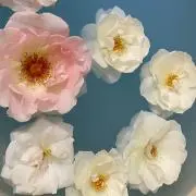 YATHの画像