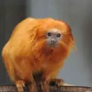 つな