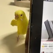 NssrR