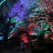 ケロッチの画像