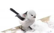 mikkoの画像