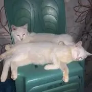 mabu