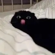 たびの画像