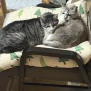 ゆーやの画像