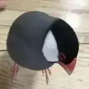 フィッシュの画像
