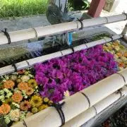 いぶの画像
