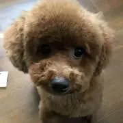 凛太郎
