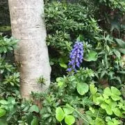 ちまき