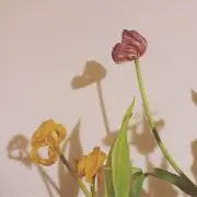 biwwaの画像