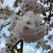 ぴいままの画像