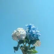 Kの画像