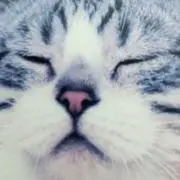 ぼんちゃんの画像