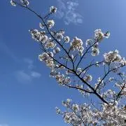 ぴーこの画像