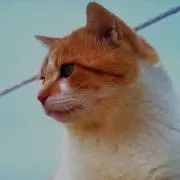 きいろの画像