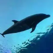 3aの画像