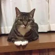 にゃみの画像